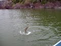 Mark S pussyfoots around a 3 Lb.  Bass on Clear Lake