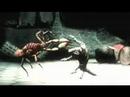 GAME WII Deadly Creatures - Debut Trailer
