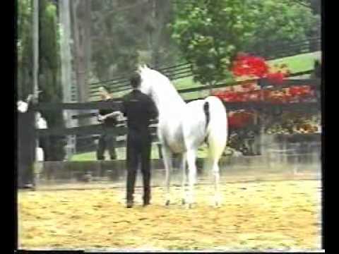 <b>Description: </b>ASFOUR (Malik x Hanan by Alaa El Din)   at age 16<br/><b>Copyright: </b>Straightegyptians.com