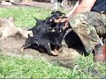 Deutscher Jagdterrier German Hunting Terrier Dr�ckjagd Jagd