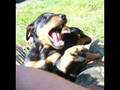 Deutscher Jagdterrier German Hunting Terrier Drückjagd Jagd