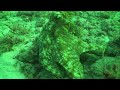 Octopus Camoflage Octopus Camoflage