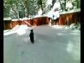 videos de playing with the dog in march
