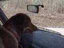 Sadie The Wonderdog Goes For A Ride