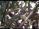 rufous-necked Wood-Rail1