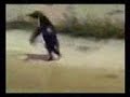 crazy penguin