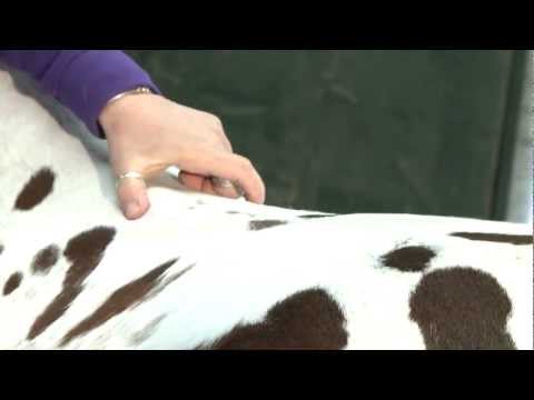 how to measure horse for a saddle