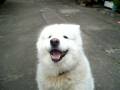 videos de bella dog.