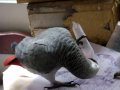 videos de naughty girl .....my africa grey parrot