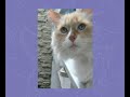 mis gatos arlette mis gatos arlette