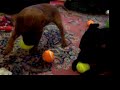 Smiffy plays with his balls
