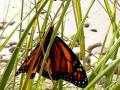 Monarch in Michigan