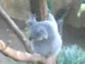 Koalas in Australia