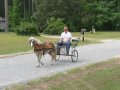 Little Man is a 12 year old haflinger/cross pony. He's 45