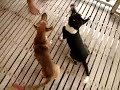 Hundpensionat. theoikaris.com