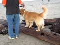 Practicing his teeter skills