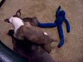 pit bulls...57lbs. vs. 8lbs.