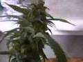 shishkaberry