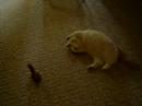 fenway-and-the-toy-squirel.html