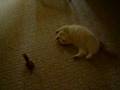 Fenway and the toy squirel