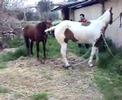 stallion cutting DUAL QUIXOTE & MUSICAL CLOWN