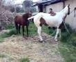 stallion cutting DUAL QUIXOTE & MUSICAL CLOWN