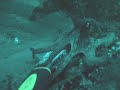 Cuttlefish attacks octopus