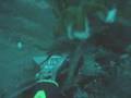 Cuttlefish attacks octopus