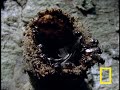 Angel Bees vs. Robber Bees