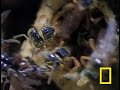 Angel Bees vs. Robber Bees Angel Bees vs. Robber Bees