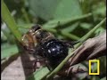 Angel Bees vs. Robber Bees