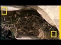 Angel Bees vs. Robber Bees