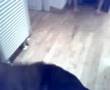 Bloodhound video