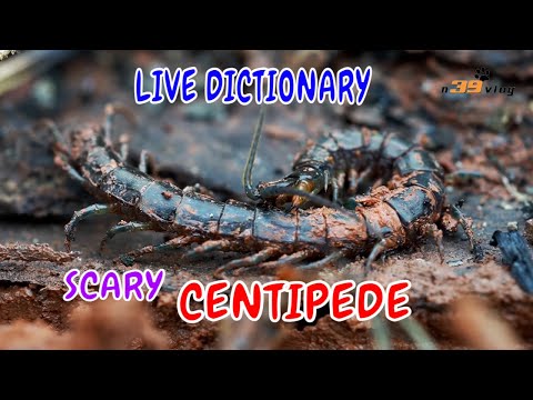 Con Rết - Live Dictionary