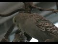 Budgies on a Saturday Budgies on a Saturday