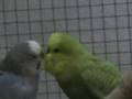 Budgies on a Saturday
