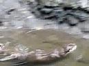 Otter fun at the Bronx Zoo Otter fun at the Bronx Zoo