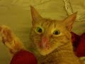 orange cat adventures: beeker and the red socks orange cat adventures: beeker and the red socks