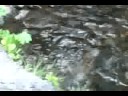 Salmon Runs - Part I