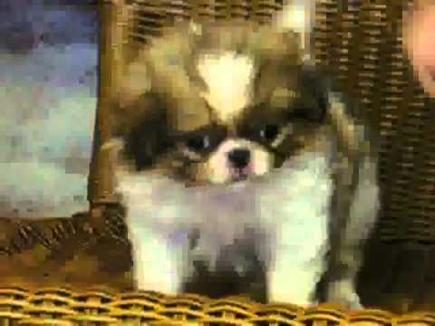 Super cute tiny CHINTESE (W) WITH VIDEO