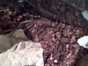 blue tail skinks eat crickets