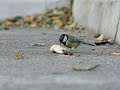 Bird - Casio Exilim EX-FH20 sample video 210fps