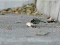 Bird - Casio Exilim EX-FH20 sample video 210fps