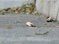 Bird - Casio Exilim EX-FH20 sample video 210fps