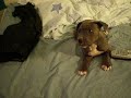 Thermo @ 7 weeks