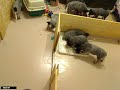 18.12.2008 2/2 Puppies free