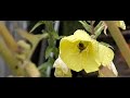 Bij valt uit Teunisbloem Bij valt uit Teunisbloem
