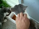 Cats feeding time