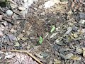 Leaf Cutter Ants at Work, With Narration Leaf Cutter Ants at Work, With Narration
