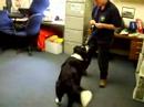 Milo the talented collie looking for a loving home